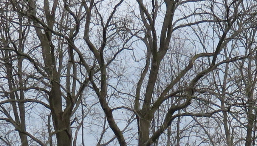 Branches collage